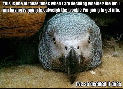 african grey meme